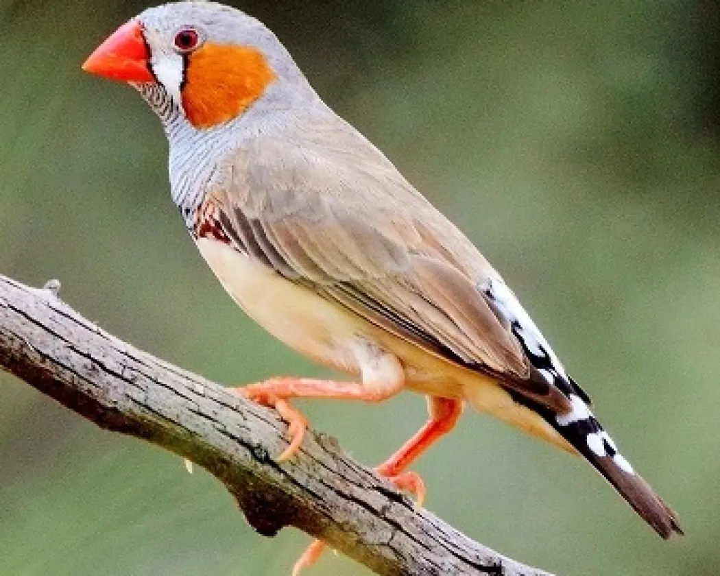 Zebrafinke (Taeniopygia guttata)